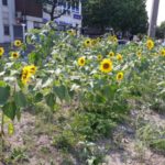 Sonnenblumen für Herford