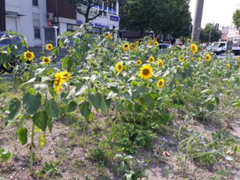 Sonnenblumen als Zeichen gegen das fortschreitende Artensterben