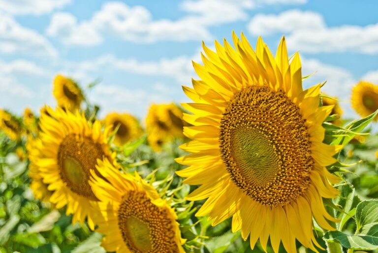 – Kleine Sommerpause –